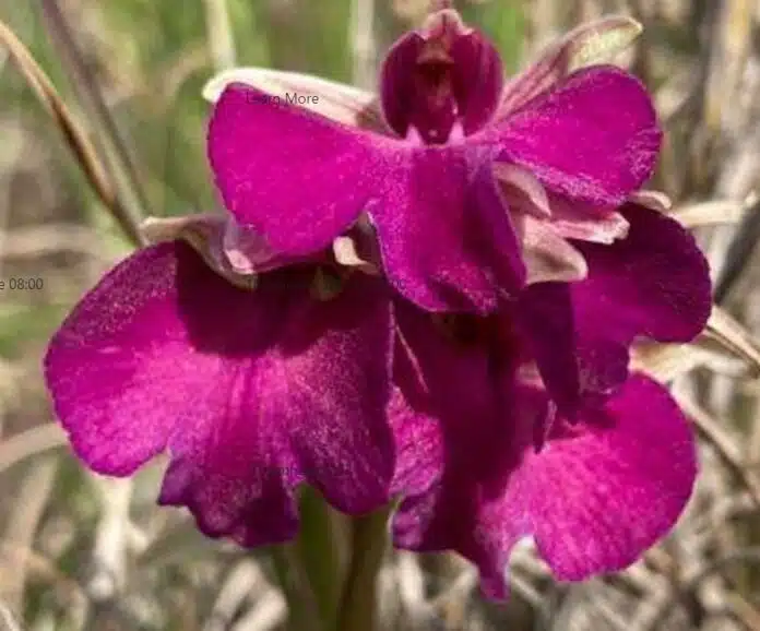 Orchidea Serapicamptis