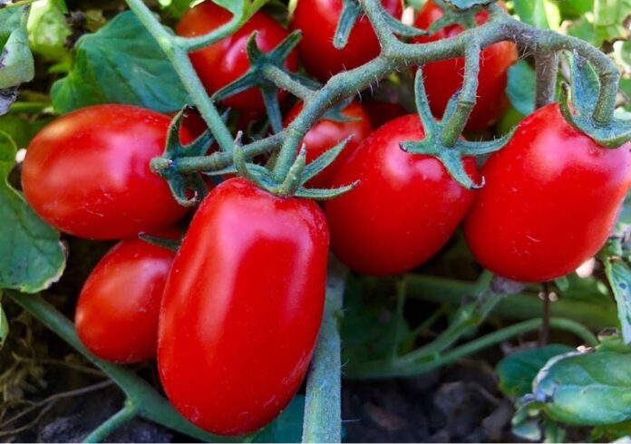 Pomodoro